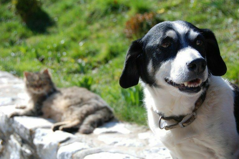 Imatge pels mitjans: Pla de Benestar Animal i Tinença Responsable de l’Ajuntament de Rubí